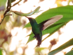 Amazilia tzacatl