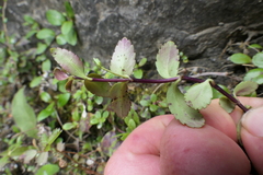 Veronica melanocaulon