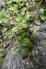Veronica melanocaulon
