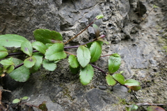 Veronica melanocaulon