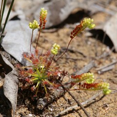 Drosera stelliflora
