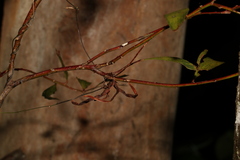 Acacia leiocalyx