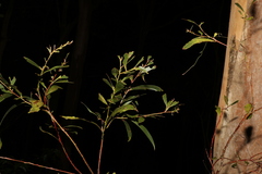 Acacia leiocalyx