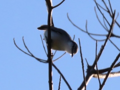 Polioptila albiloris