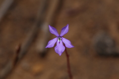 Isotoma hypocrateriformis