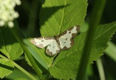 Lomaspilis marginata