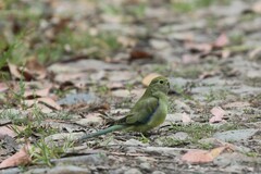 Neophema chrysostoma