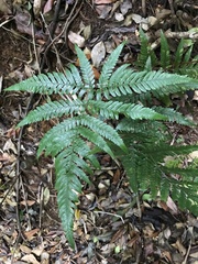 Arachniodes aristata