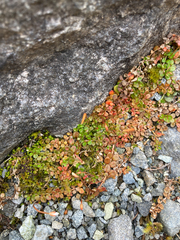 Epilobium brunnescens