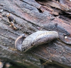 Prophysaon andersonii