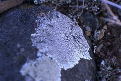 Dimelaena