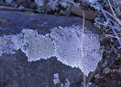 Dimelaena