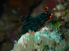Nembrotha kubaryana