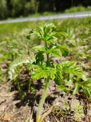 Heracleum sphondylium sibiricum
