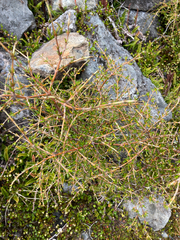 Coprosma rugosa