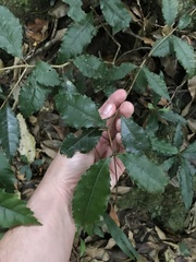 Pseudoweinmannia lachnocarpa