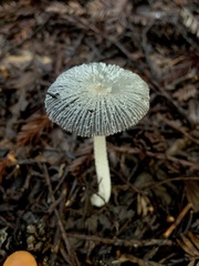 Lanatulae