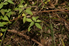 Centratherum riparium