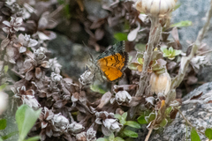 Paranotoreas brephosata