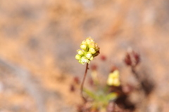 Drosera stelliflora