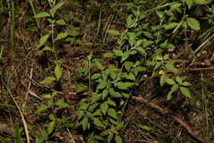 Centratherum riparium