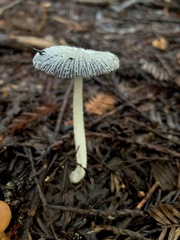 Lanatulae