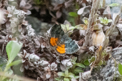 Paranotoreas brephosata