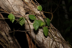 Macrotyloma axillare axillare