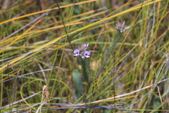 Gompholobium confertum