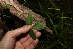 Macrotyloma axillare axillare