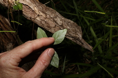 Macrotyloma axillare axillare