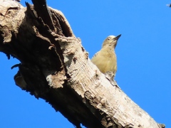 Melanerpes hoffmannii