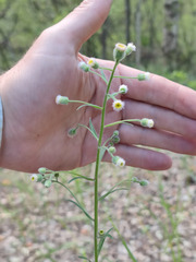 Erigeron acris droebachiensis