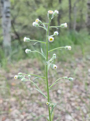 Erigeron acris droebachiensis