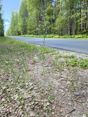 Erigeron acris droebachiensis