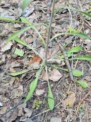 Erigeron acris droebachiensis