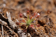 Drosera stelliflora