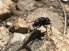 Proscissio milleri