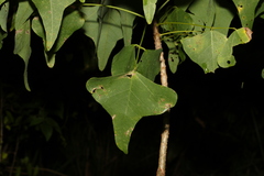 Erythrina vespertilio