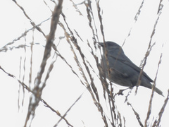 Spodiornis rusticus