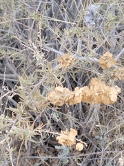 Atriplex canescens