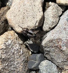 Proscissio milleri