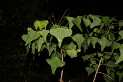 Erythrina vespertilio