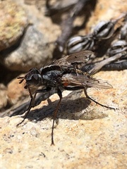 Proscissio milleri