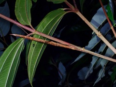 Rhamphosipyloidea
