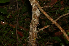 Erythrina vespertilio