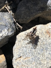 Proscissio milleri