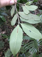 Atractocarpus chartaceus