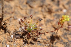 Drosera stelliflora