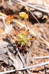 Drosera stelliflora